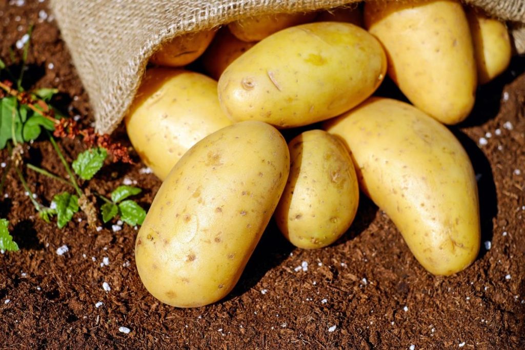 Recette du hachi parmentier végétarien